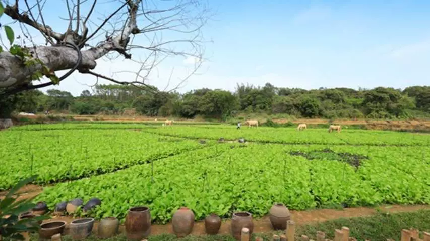 芜湖县陶辛翠玉农场图片