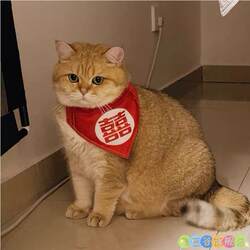 Dog Wedding Attire, Pet Cat Wedding Suit, Formal Dress, Festive Thai-Style Clothing