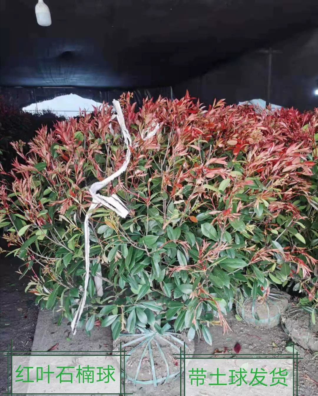 绿化工程苗红叶石楠球庭院绿化苗木红叶石楠树苗四季常青绿