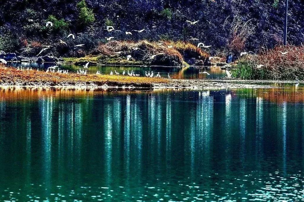 普者黑风景区-候鸟饲养区图片