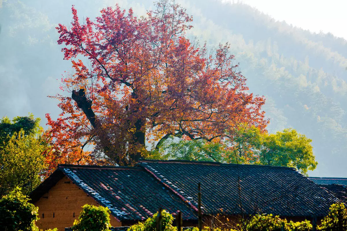 石城红叶风景区