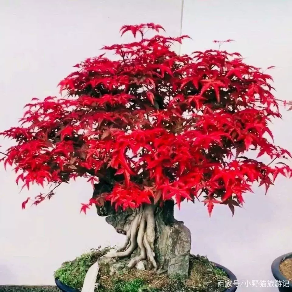 【買一送一】紅楓樹老樁苗盆景耐寒四季中國紅楓葉盆栽室內外花卉-Taobao