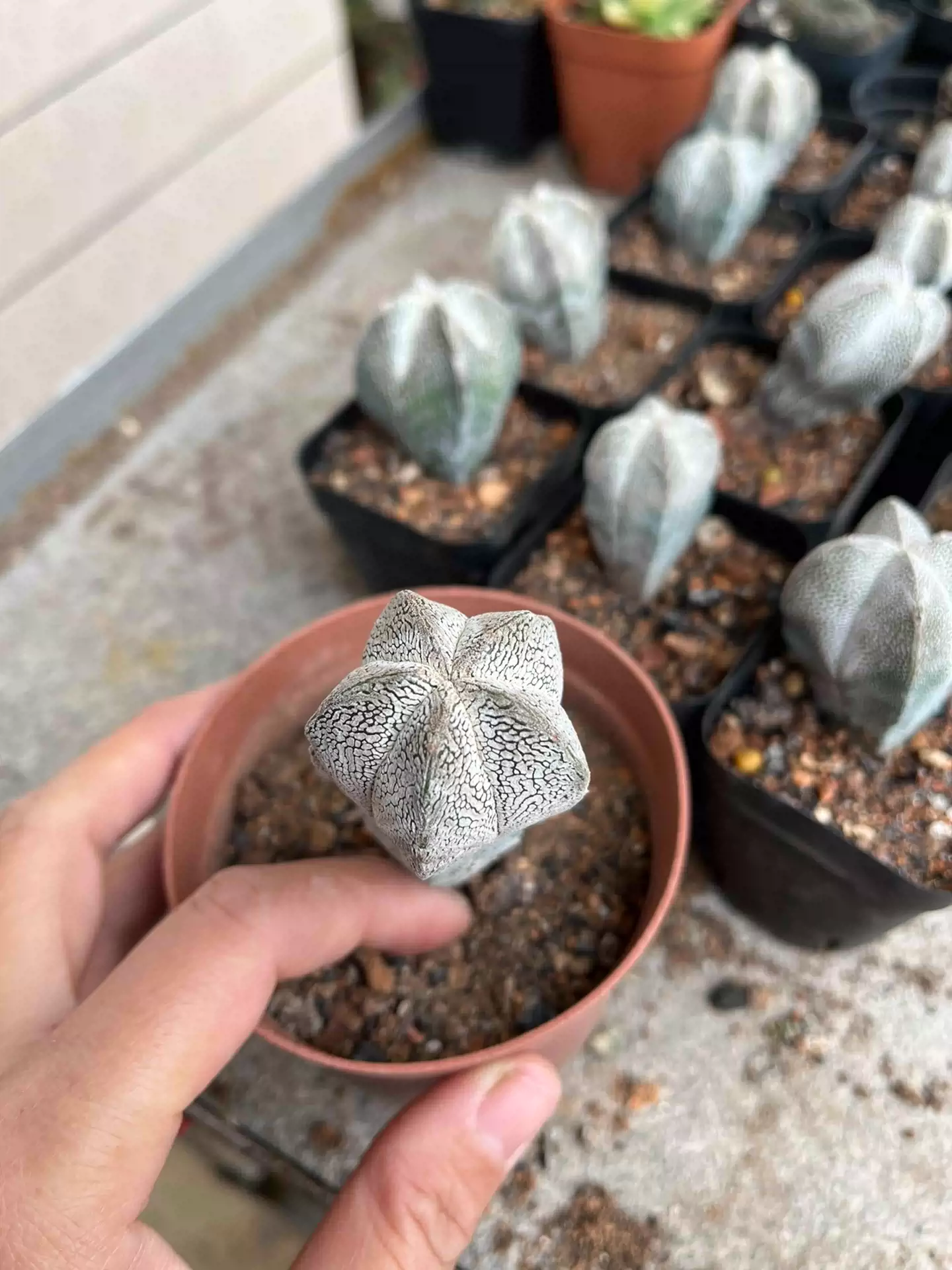 天然 素材 極上 寿老人 仙人 白刺（？折墨. ▫️折墨🔅仙人掌科鹿角柱屬/ #仙人掌#折墨#摺墨