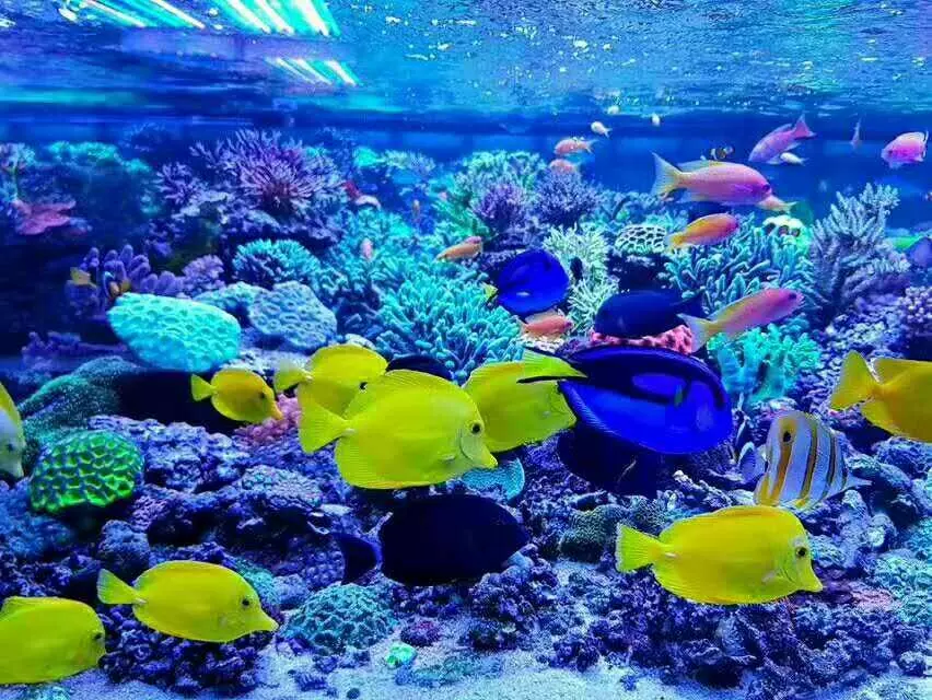 大自然水族馆图片