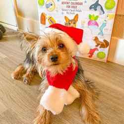 Pet New Year Christmas Clothing Cat Clothes Teddy Hat Scarf Clothes Winter Spring Festival Headdress Dog Clothes