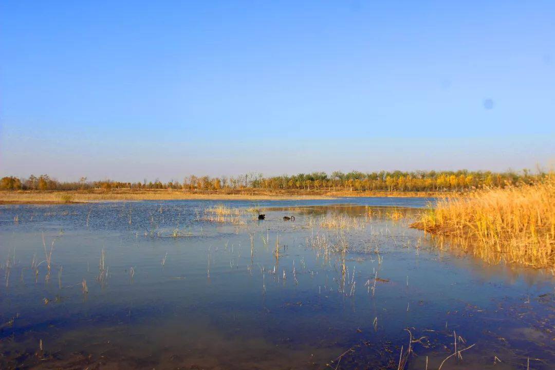 齐河黄河水乡国家湿地公园景区天气预报