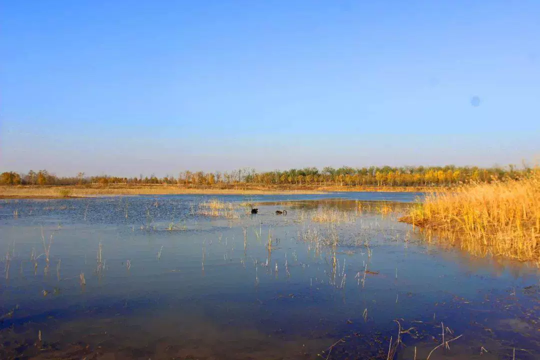 齐河黄河水乡国家湿地公园图片