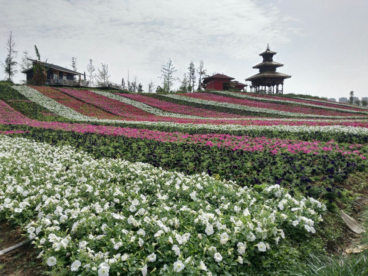 稻香花海景区景区天气预报