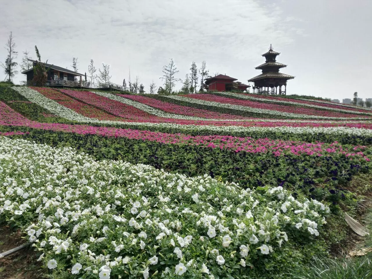 稻香花海景区图片