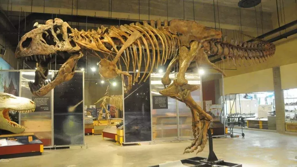 龙化石博物馆图片