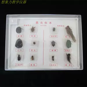 昆虫害虫- Top 1000件昆虫害虫- 2024年4月更新- Taobao