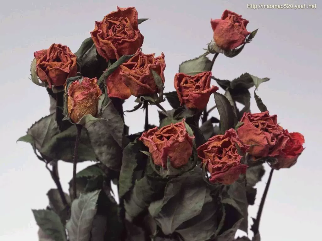 出售 寄送枯死或枯萎的玫瑰花 情侣分手死玫瑰 报复 出气 失恋