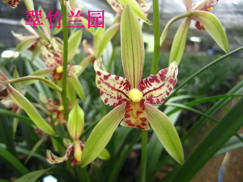 蘭花建蘭大寶島蘭花苗四季蘭花大朵濃香銘品奇花翠竹蘭園 Taobao