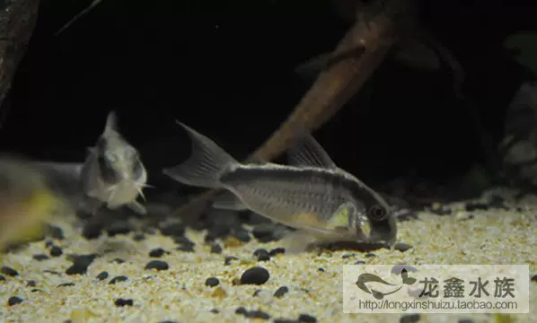 印地安鼠鼠魚觀賞魚熱帶魚淡水魚小型魚清潔魚 成魚