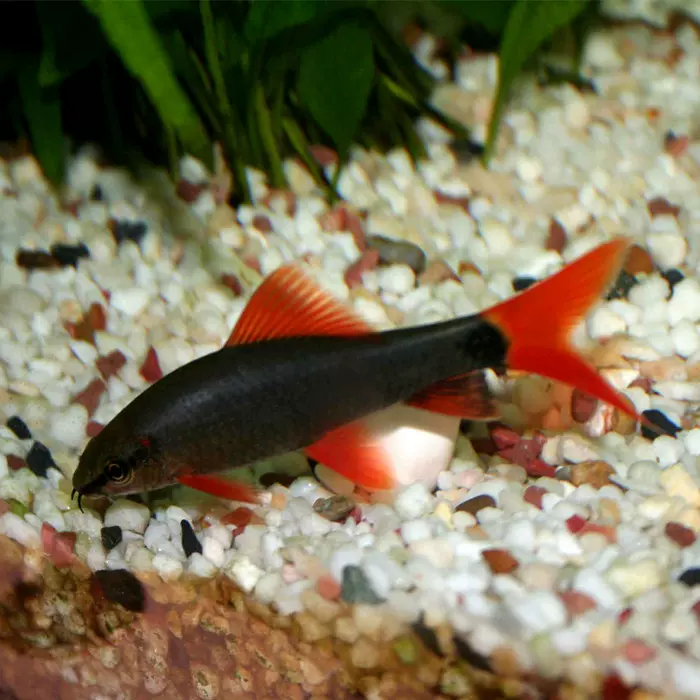 彩虹鯊魚紅尾黑鯊小型淡水魚熱帶魚活體觀賞魚包活活體魚 Taobao