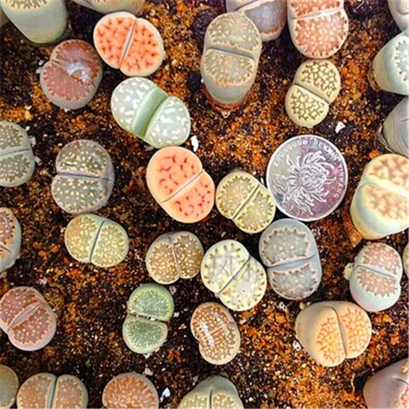 生石花石头花屁股花防辐射花卉紫帝玉星兜多肉植物