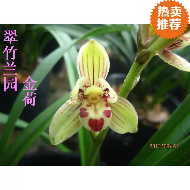 易開花蘭花矮種金荷四季蘭建蘭花苗室內庭院小植物經典荷瓣翠竹蘭 Taobao