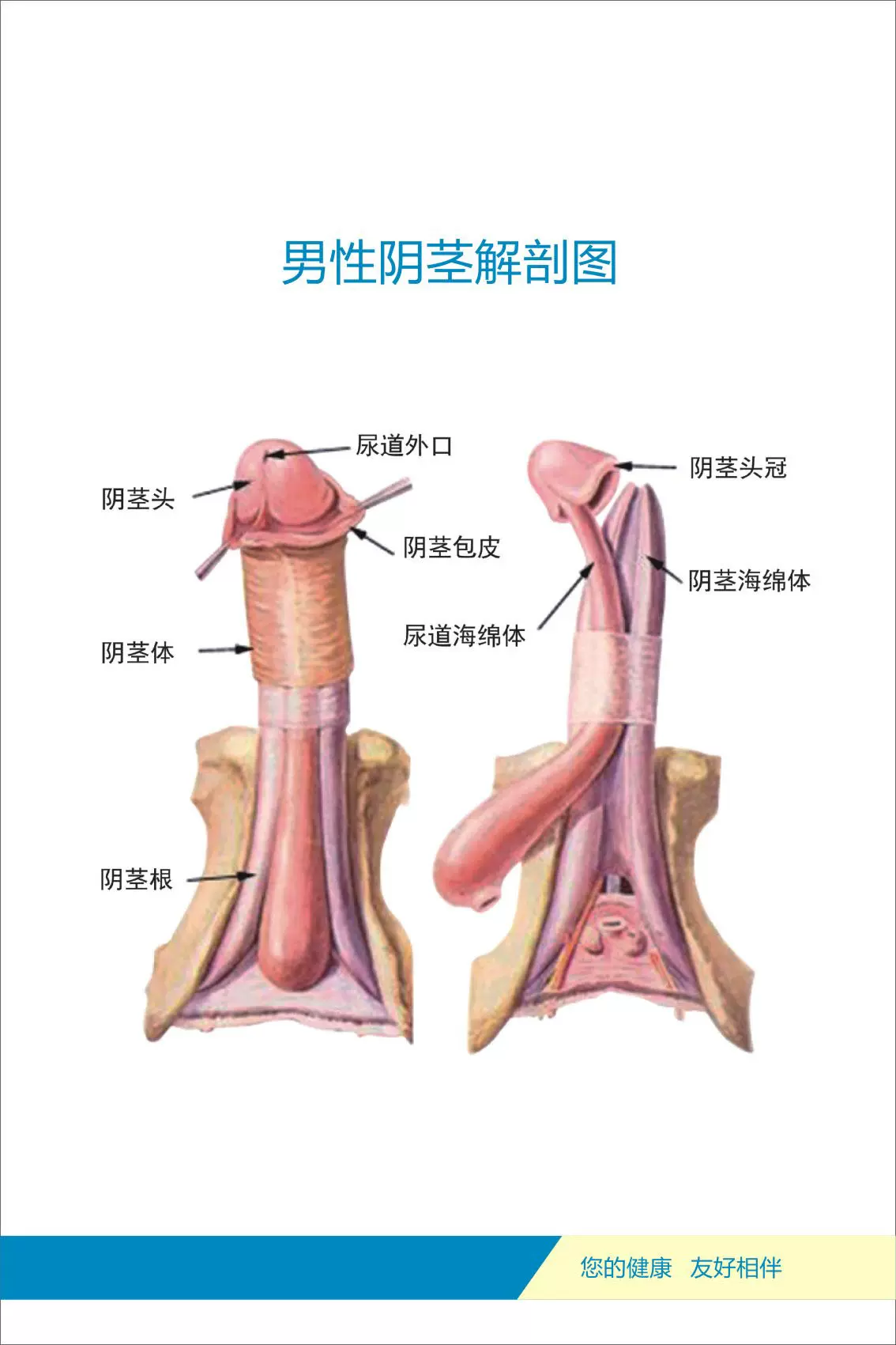 733海报印制写真喷绘121人体各部位器官剖解图4男性阴茎解剖图-Taobao