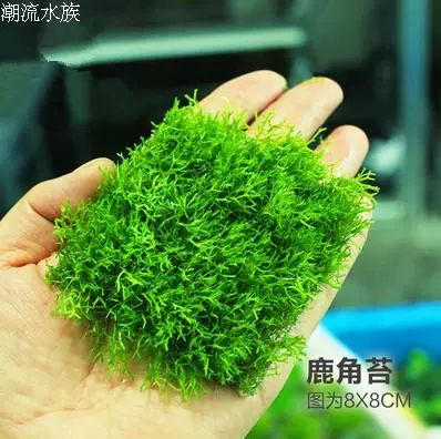 迷你鹿角苔小鹿角苔莫斯莫丝水草moss 8 8网片水草批发 Taobao