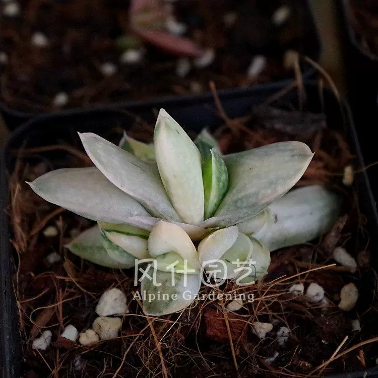 稀有百合科多肉植物奶油子宝象牙子宝迷你多肉植物风什园艺 稀有百合科多肉植物奶油子宝象牙子宝迷你多肉植物风什园艺