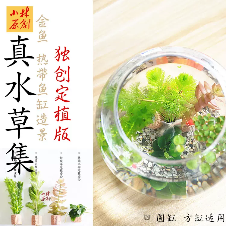 金鱼圆缸热带鱼小缸真水草造景耐低温水草易养金鱼