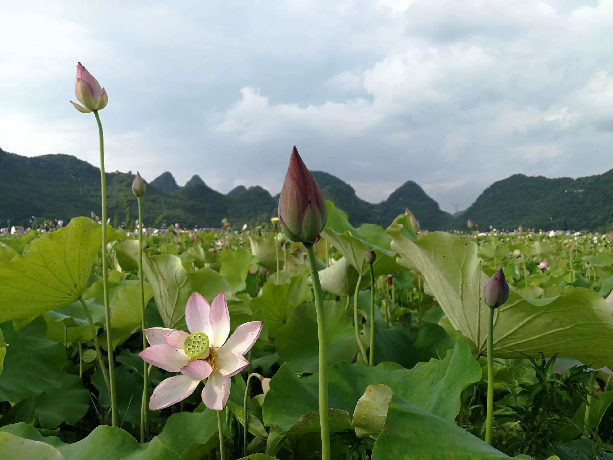 下伦荷花景区图片