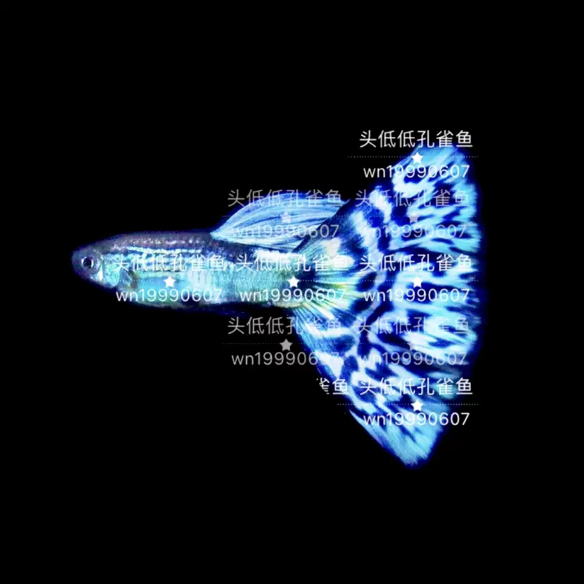 古老品系藍馬賽克精品孔雀魚熱帶魚鳳尾魚小型淡水魚純種活體寵物