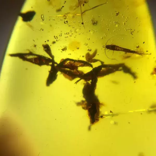 花和虫都有 很希少的花虫珀 金兰珀体 重9 8