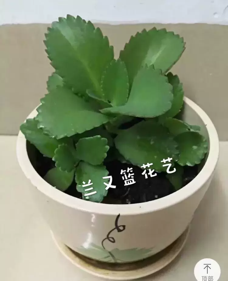 落地生根宽叶不死鸟多肉植物蕾丝公主盆栽景天科绿植