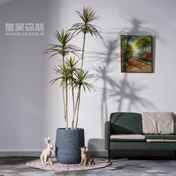 Nordic ins Style Artificial Dragon Blood Tree, Millennium Tree, Fake Tree, Green Plant, Indoor Living Room, Shop Decoration, Potted Plant