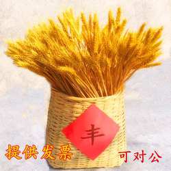 Dried Wheat Ears, Wheat Flower Bouquet, Opening Ceremony Barley Field Decoration Gift, Photography Props, Natural Plant Decoration