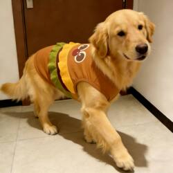 Pet Dog Clothes, Spring and Summer Style, Super Cute Cartoon Hamburger Outfit, Skin-Friendly Vest for Large Dogs, Golden Retriever, Labrador