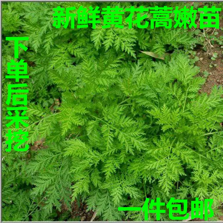 新鲜黄花蒿青蒿黄蒿黄蒿草苦蒿臭蒿婴儿泡