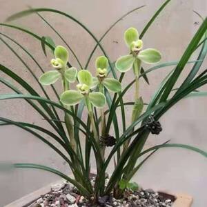 
Flowerless old species Song Mei, Chunlan plum petals represent the fragrance, the leaves are elegant and free and easy to bloom during the Spring Festival.