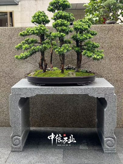 bonsai samen anfnger Bonsai Anzuchtset kaufen  Handmade & Plastikfrei