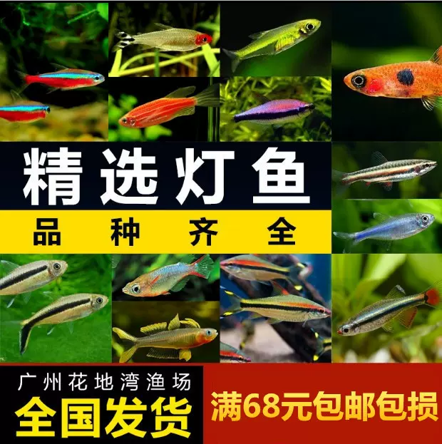 熱帶淡水魚活體觀賞魚燈魚紅綠燈寶蓮燈紅鼻剪刀小型魚羣遊魚包郵 Taobao