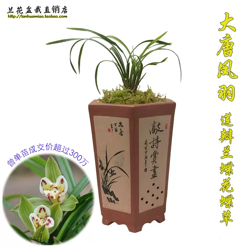 莲瓣兰蝶草大唐凤羽冬带花苞出售兰花苗花卉绿植