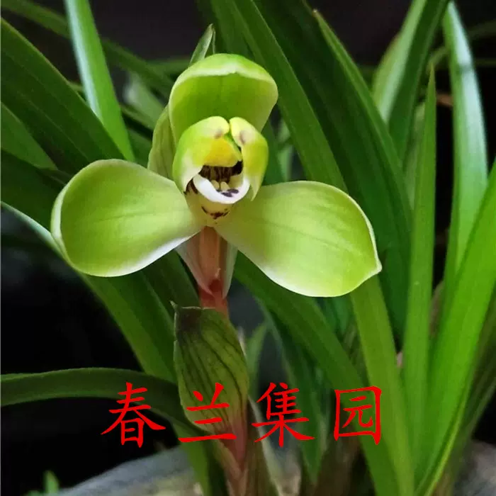 寒蘭-050　486-4H　日光×薄桃花（大輪更紗無点×西雄）　苗　交配種 寒蘭-050 486-4H 日光×薄桃花（大輪更紗無点×西雄） 苗