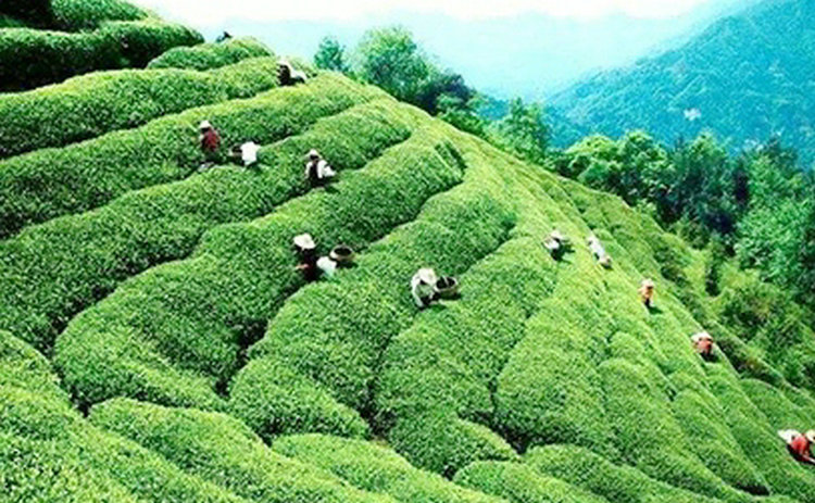 年货茶叶不会选?测评带你买对的!