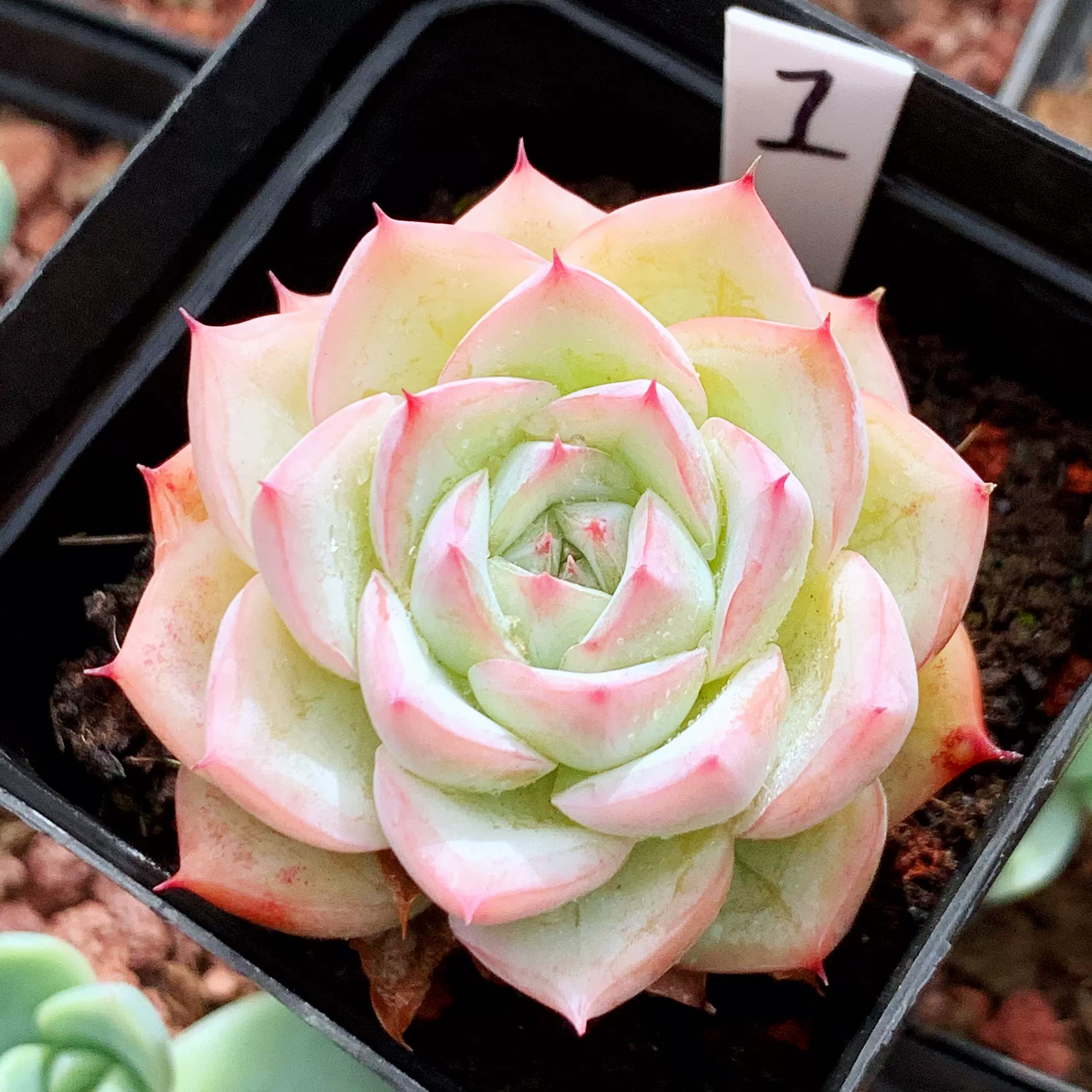 多肉植物水晶玫瑰一物一拍月影系暗纹控养精品不易