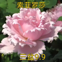 Sophie Rosa rose seedlings large flowers strong fragrance upright blooming pink roses four seasons potted flower plants