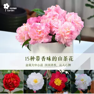 白色茶花树苗- Top 100件白色茶花树苗- 2024年4月更新- Taobao