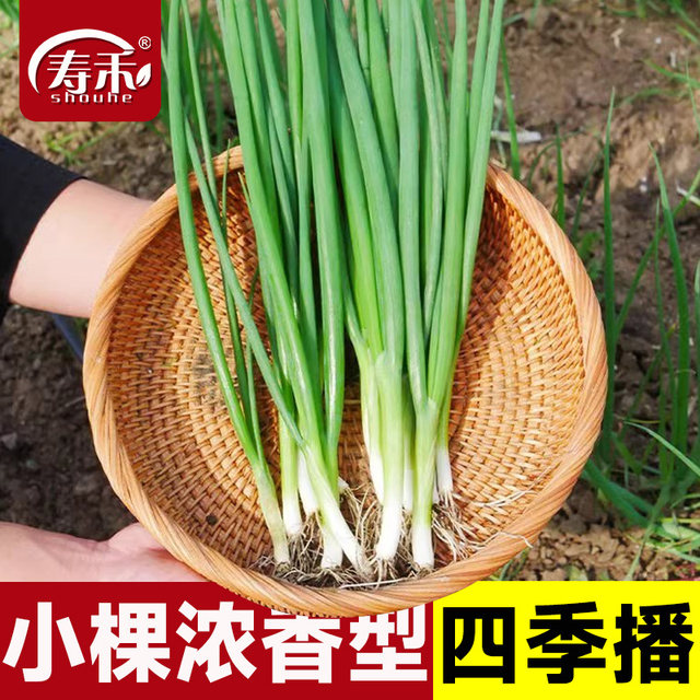 
Four seasons green onion seeds seedlings chive seeds green onion potted green onion seeds vegetable seedlings divided into green onion dried shallots