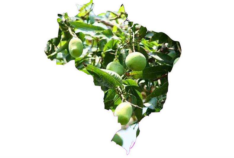 “坚果之王”鲍鱼果,松脆香酥(图3) “坚果之王”鲍鱼果,松脆香酥(图3)