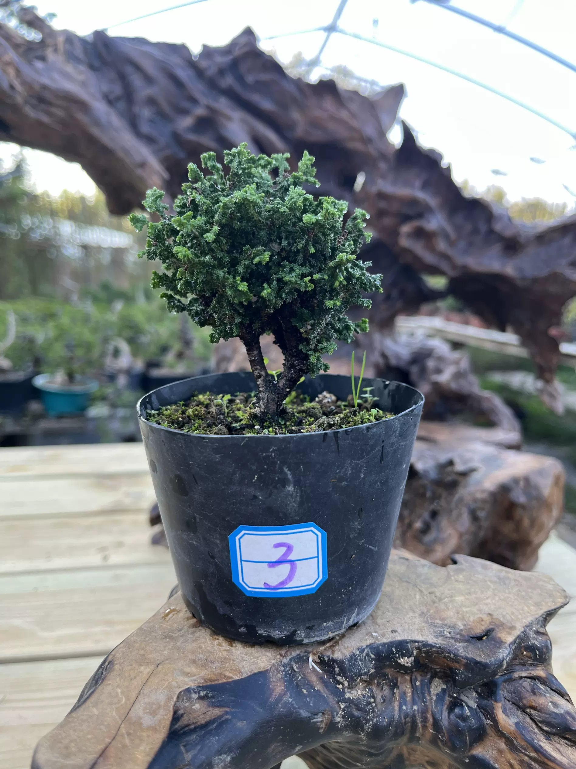 盆栽 真柏 樹高 22cm しんぱく Juniperus chinensis シンパク ジン 