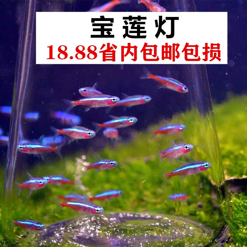 寶蓮燈魚熱帶魚活體觀賞魚活體魚小型魚淡水魚冷水魚水草包郵