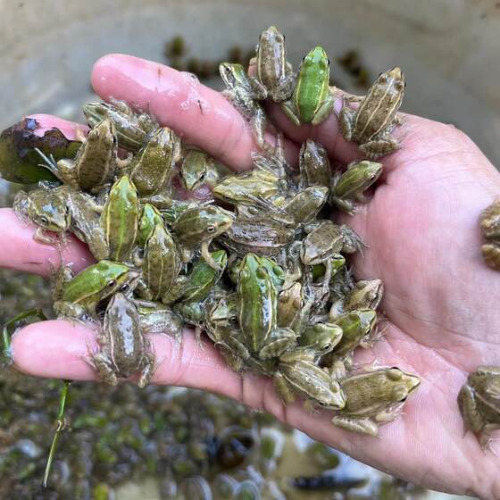 
Little frog artificially breeding rice fields black spotted frog feed live bait packs live oxygen sealing live pets