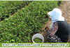 Rizhao Green Tea 2023 New Bulk Special Grade 500g Strong Flavor Mingqian Spring | Yu hengchun