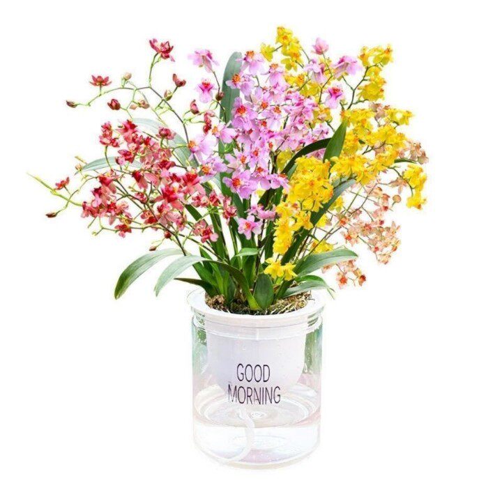 ONCIDIUM 꿈 향기로운 난초 수경법 새싹 수경 재배 ONCIDIUM 수경 화분 게으른 냄비 특별 향수-