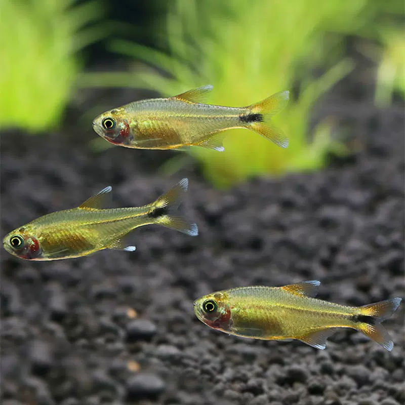 迷你燈魚滿天星觀賞魚熱帶活體淡水魚苗草缸羣遊易養耐活小型魚 Taobao